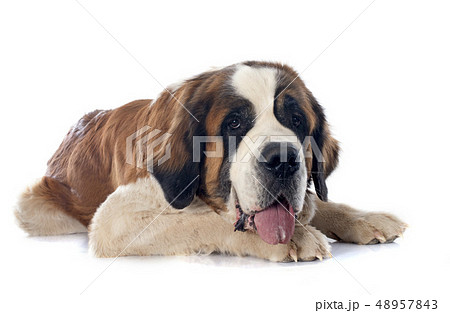 Saint Bernard 48957843