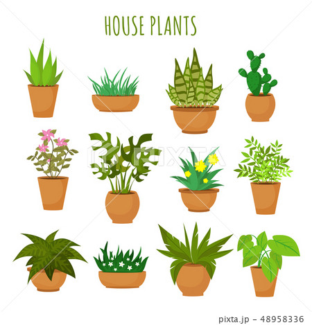 Indoor house green plants and flowers isolated on white vector set Indoor house green plants and flowers isolated on white vector set 48958336