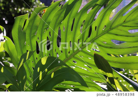ハワイの観葉植物の写真素材 4598