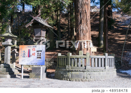 長野県　諏訪大社下社　春宮　御神木・杉の木 48958478