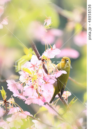 桜とメジロ 桜とメジロ 48958536