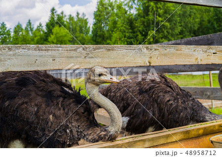 African ostrich at the farm 48958712
