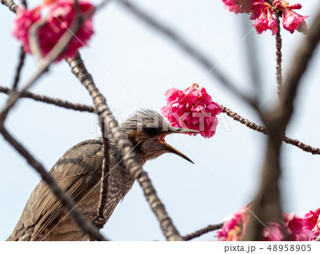 花とヒヨドリの写真素材 4505
