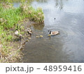 水辺 48959416