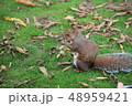リス 48959421