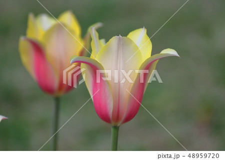 色とりどりに咲き誇る 48959720