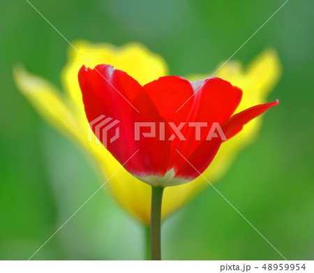 色とりどりに咲き誇る 48959954