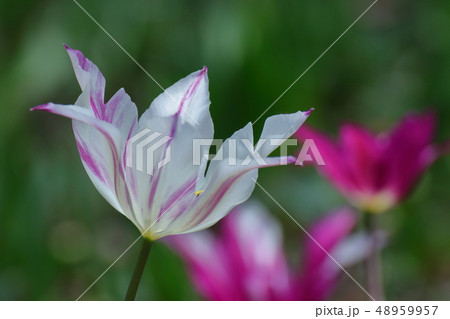 色とりどりに咲き誇る 48959957