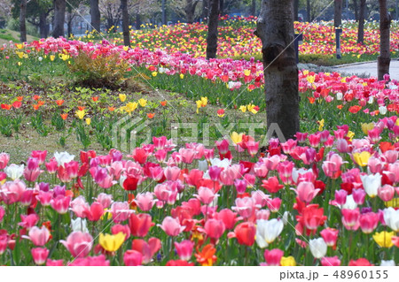 色とりどりに咲き誇る 色とりどりに咲き誇る 48960155