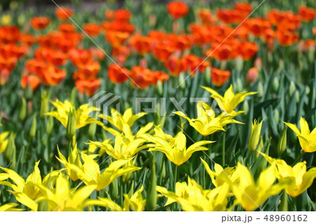 色とりどりに咲き誇る 48960162
