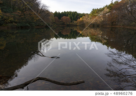 紅葉の森　倉ヶ岳 48960276