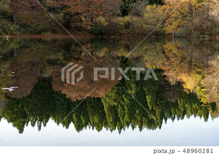 紅葉の森　倉ヶ岳 48960281