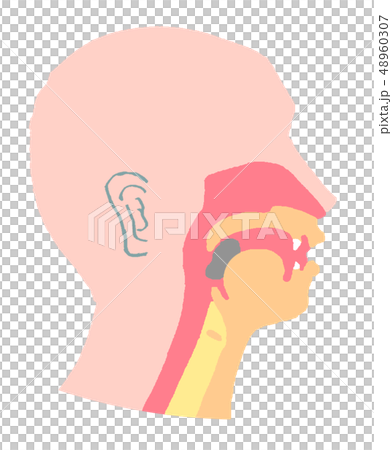 口腔橫截面圖 口腔橫截面圖 48960307