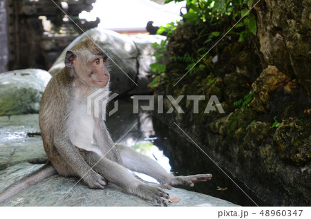 Monkey in the sacred Monkey Forest in Bali 48960347