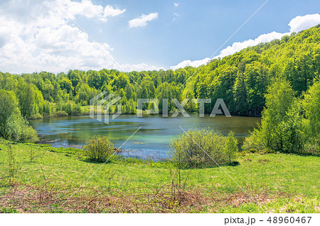 beautiful scenery near the lake among beech forest 48960467