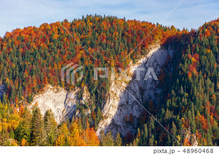 forested mountain with cliff in autumn 48960468