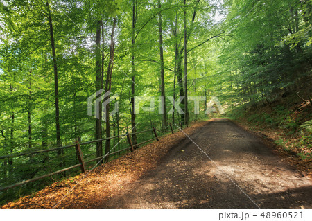 old gravel road through beech forest old gravel road through beech forest 48960521