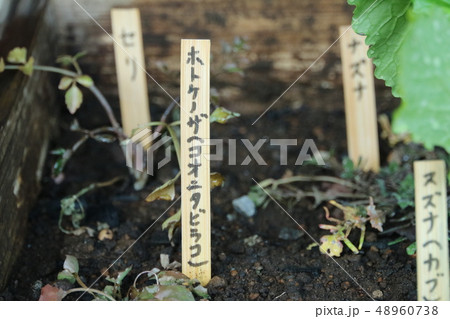 春の七草 48960738