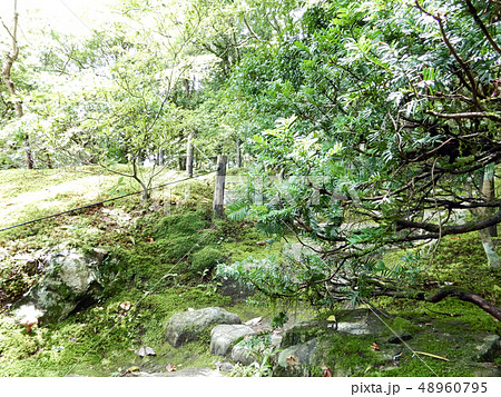 大津市坂本 旧竹林院 緑 苔 大津市坂本 旧竹林院 緑 苔 48960795