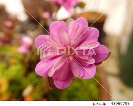 大山すだれ 48960798