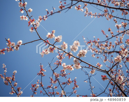 桜 桜 48960859