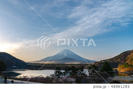 精進湖から望む　雪を冠る富士山　朝焼け　桜　山梨県 48961283