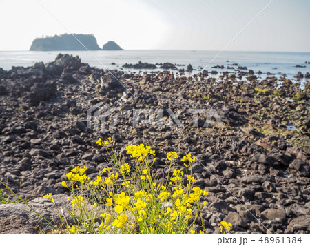 海辺に咲く菜の花 48961384