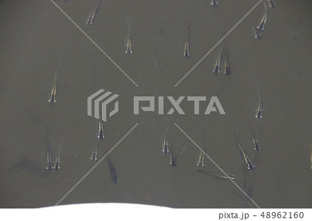 メダカ・タナゴ幼魚の群れ メダカ・タナゴ幼魚の群れ 48962160
