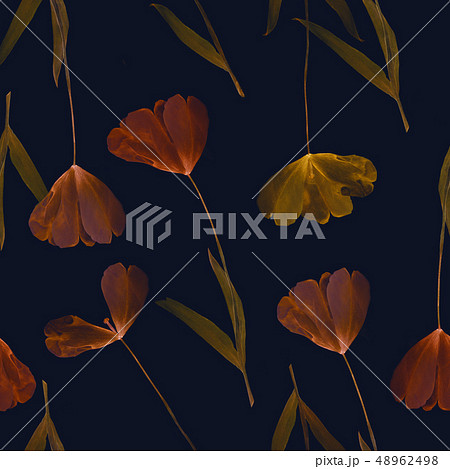 Pressed and dried tulip flower on a blue bohemian background 48962498