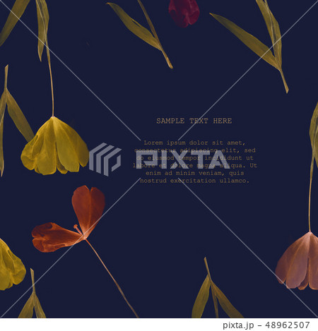 Pressed and dried tulip flower on a blue bohemian frame background. Pressed and dried tulip flower on a blue bohemian frame background. 48962507