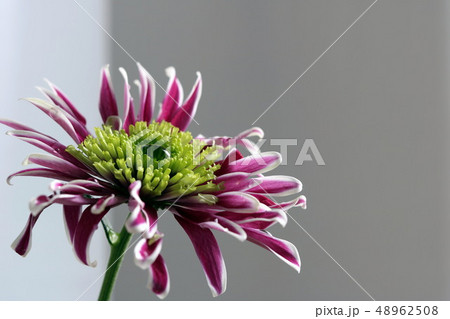 Each flower is unique. Each flower is unique. 48962508