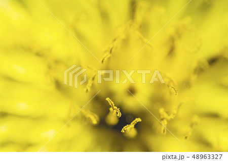 Taraxacum officinale - Beautiful Yellow Dandelion Flower close- up Background. Top view Taraxacum officinale - Beautiful Yellow Dandelion Flower close- up Background. Top view 48963327