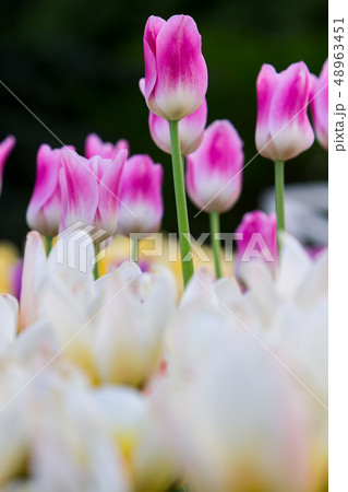 lawn of colorful tulips 48963451