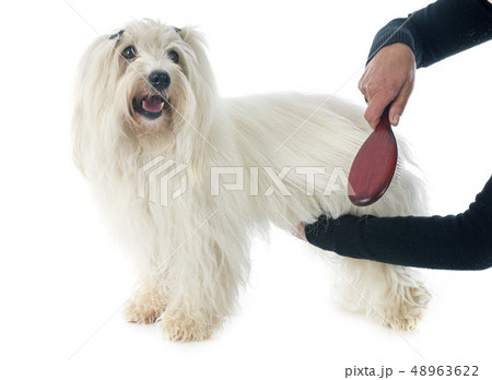 brushing coton de tulear brushing coton de tulear 48963622