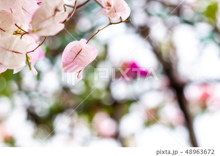 Pink Bougainvillea on natural bokeh background Pink Bougainvillea on natural bokeh background 48963672