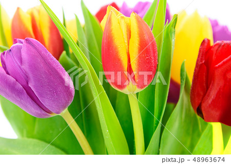 Beautiful and colorful tulips Beautiful and colorful tulips 48963674