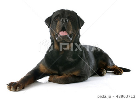 rottweiler 48963712