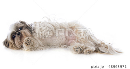 Shih Tzu 48963971