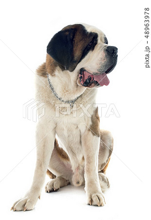 saint bernard saint bernard 48963978