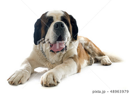 saint bernard saint bernard 48963979