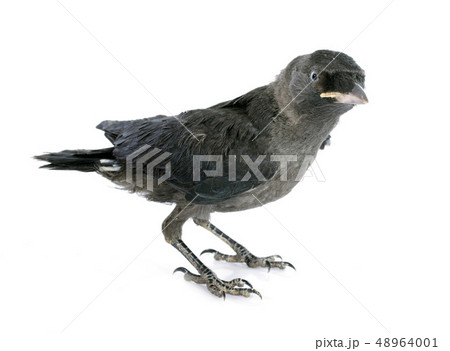 Western jackdaw 48964001