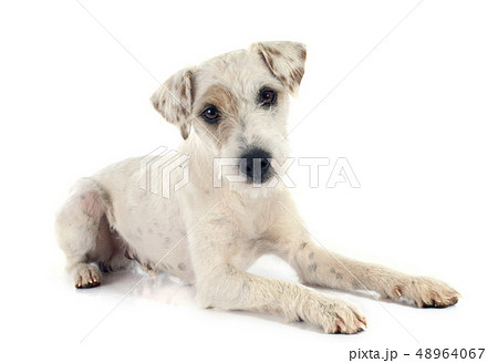 parson russell terrier parson russell terrier 48964067