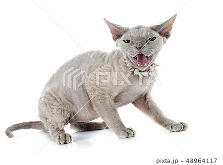 devon rex devon rex 48964117