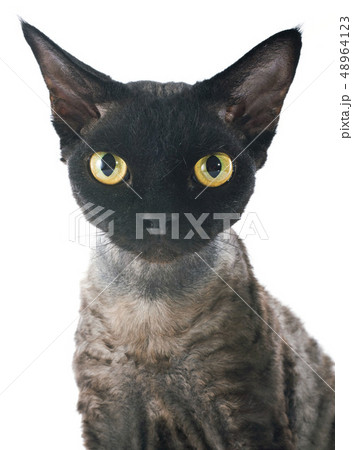 devon rex devon rex 48964123