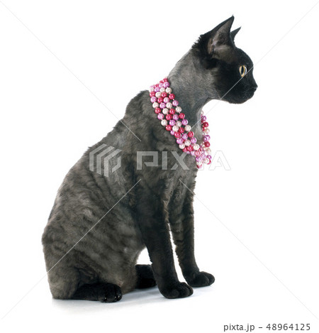 devon rex devon rex 48964125