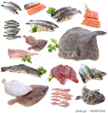 group of fishes group of fishes 48964300