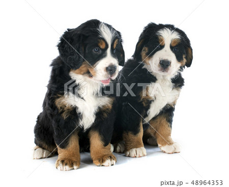 puppies bernese moutain dog 48964353