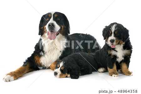 puppies and adult bernese moutain dog 48964358