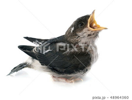 Common house martin 48964360