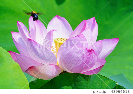 ハスの花 ハスの花 48964618